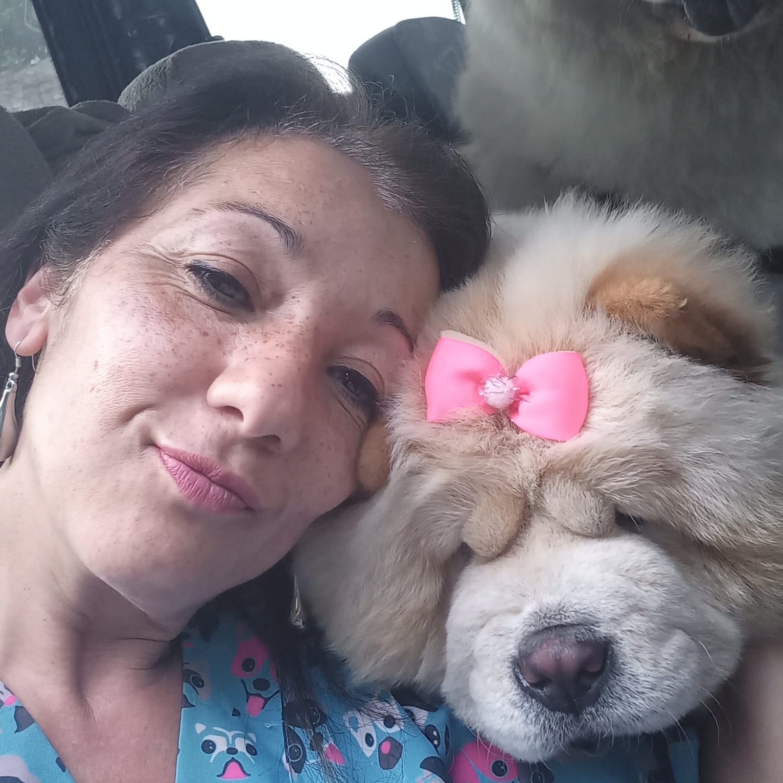Pet feliz no transporte